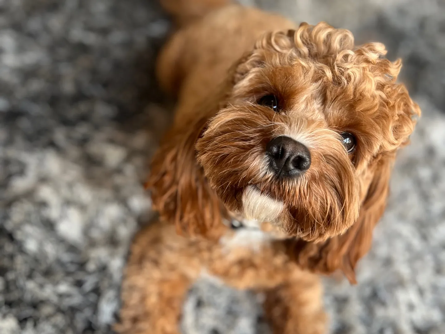 A curly-coated dog lying on a soft rug at home, looking up at the camera