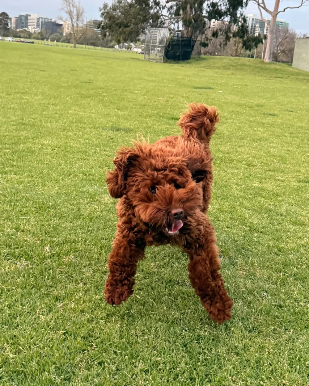 A small curly-coated dog bounding across a grassy park toward the camera, mouth open and tail up