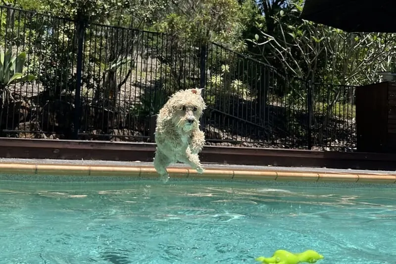 A cavoodle sitting on the paving beside a swimming pool, with a lime green pool toy floating in the water